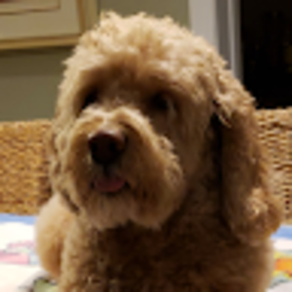 Meet your Posher, Amy - Picture 1 of 1